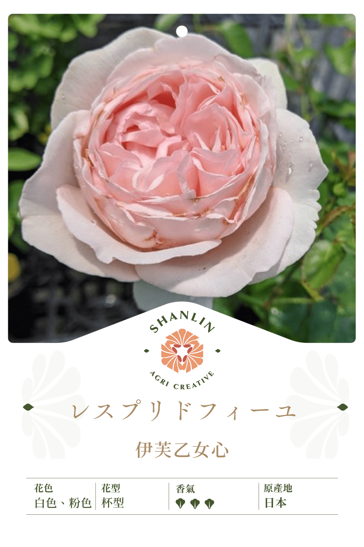 伊芙乙女心